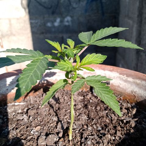 MK 1 growlog timeline photo