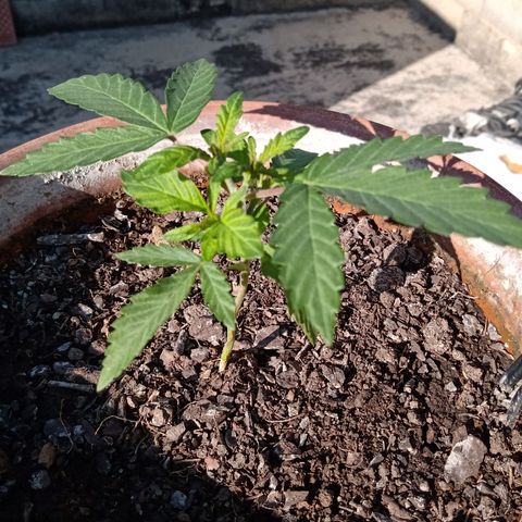 MK 1 growlog timeline photo
