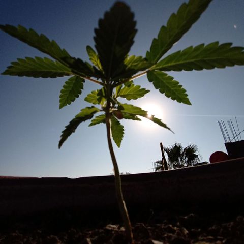 MK 1 growlog timeline photo