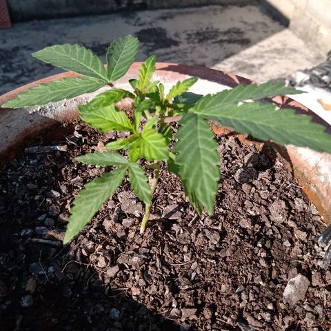 MK 1 growlog timeline photo