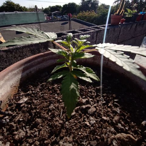 MK 1 growlog timeline photo
