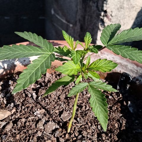 MK 1 growlog timeline photo