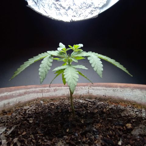 MK 1 growlog photo: Indor 