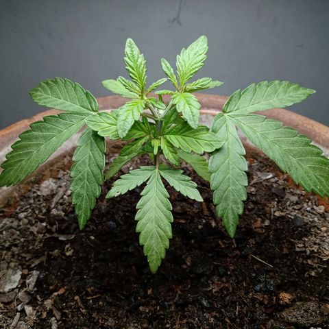 MK 1 growlog photo: Indor 