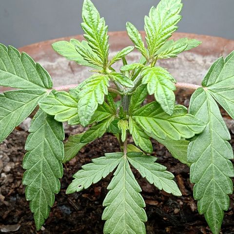MK 1 growlog photo: Indor 