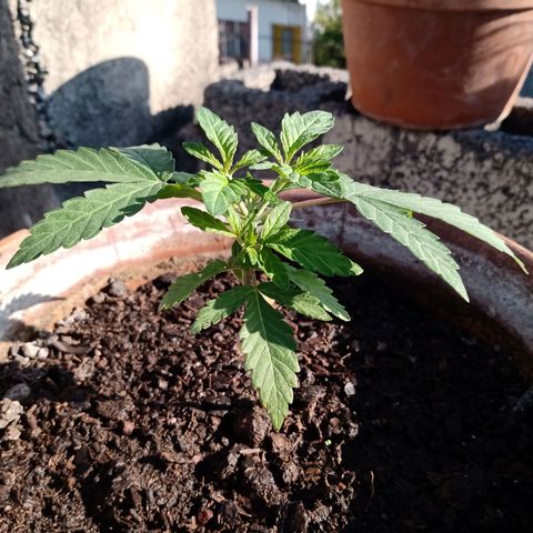 MK 1 growlog photo: Sábado por la mañana, un poco de agua solamente
