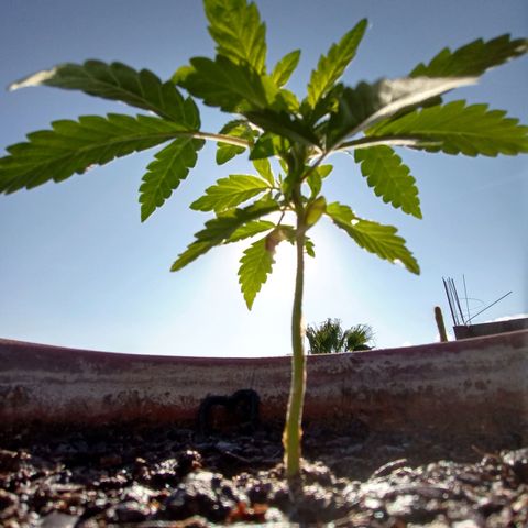 MK 1 growlog photo: Sábado por la mañana, un poco de agua solamente