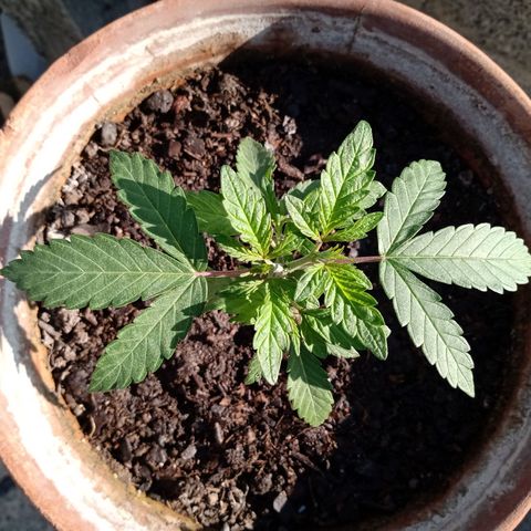 MK 1 growlog photo: Sábado por la mañana, un poco de agua solamente