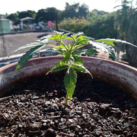 MK 1 growlog photo: Sábado por la mañana, un poco de agua solamente