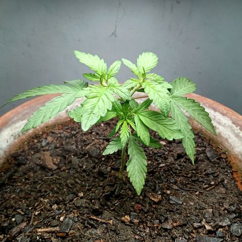 MK 1 growlog photo: Para indor