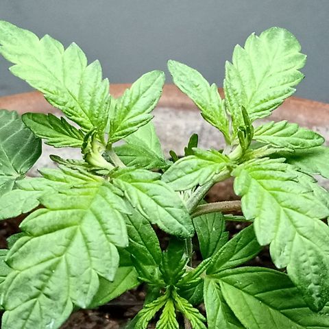 MK 1 growlog photo: Para indor