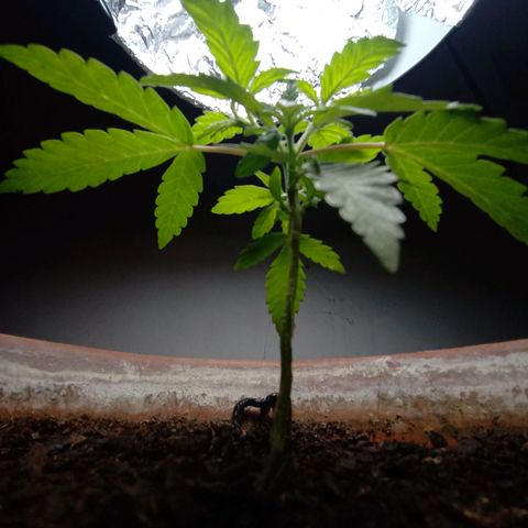 MK 1 growlog timeline photo