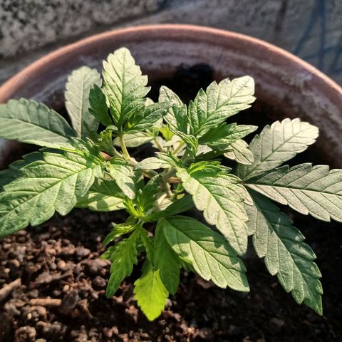 MK 1 growlog timeline photo