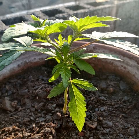 MK 1 growlog timeline photo
