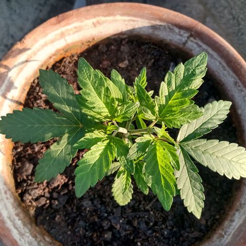 MK 1 growlog timeline photo