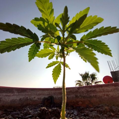 MK 1 growlog timeline photo