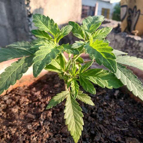 MK 1 growlog timeline photo