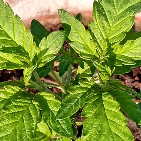 MK 1 growlog timeline photo