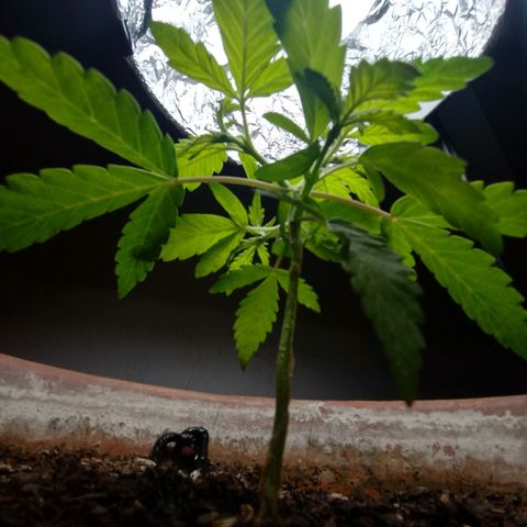 MK 1 growlog photo: Para indor 