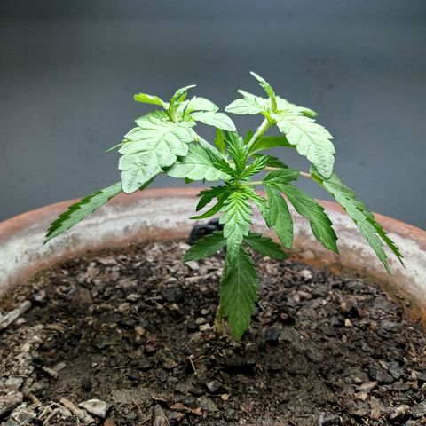 MK 1 growlog photo: Para indor 