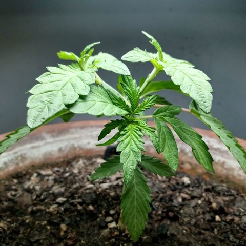 MK 1 growlog photo: Para indor 