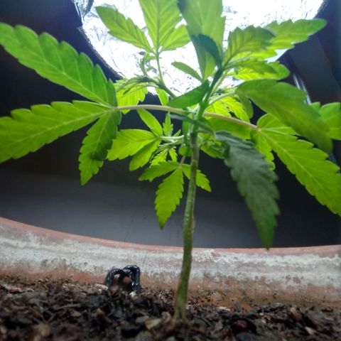 MK 1 growlog photo: Para indor 