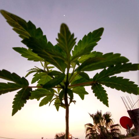 MK 1 growlog timeline photo