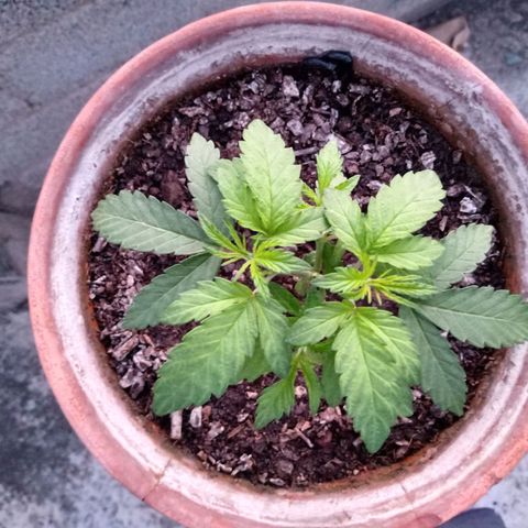 MK 1 growlog timeline photo