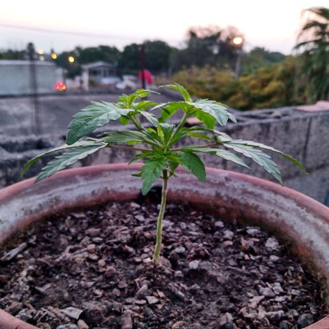 MK 1 growlog timeline photo