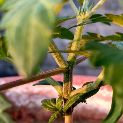 MK 1 growlog photo: 7:00 AM después de poda de hojas bajas