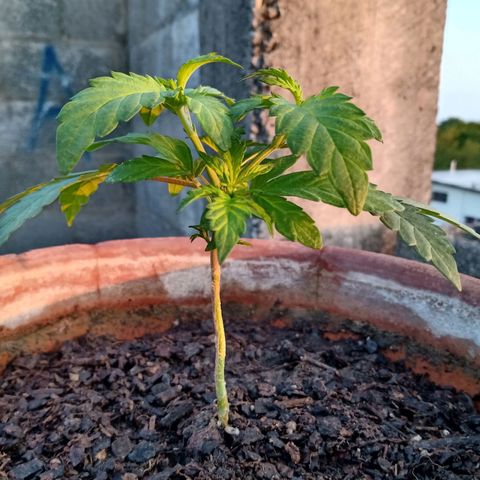 MK 1 growlog photo: 7:00 AM después de poda de hojas bajas