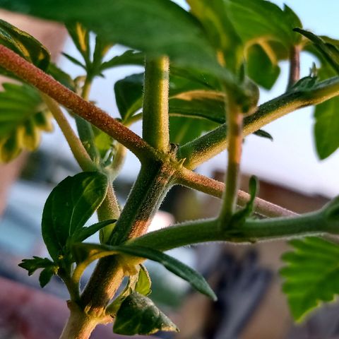 MK 1 growlog photo: 7:00 AM después de poda de hojas bajas