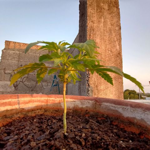 MK 1 growlog photo: 7:00 AM después de poda de hojas bajas