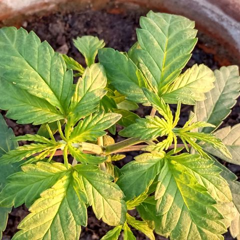 MK 1 growlog photo: 7:00 AM después de poda de hojas bajas