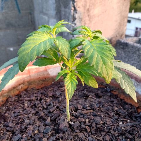 MK 1 growlog photo: 7:00 AM después de poda de hojas bajas
