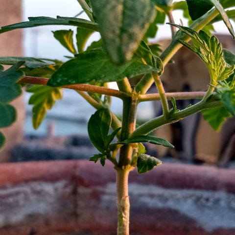 MK 1 growlog photo: 7:00 AM después de poda de hojas bajas