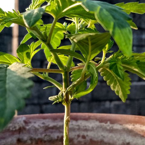 MK 1 growlog timeline photo