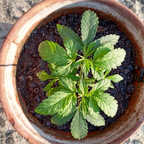 MK 1 growlog timeline photo