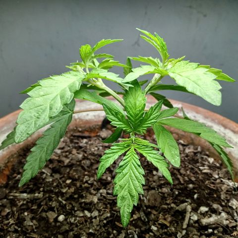 MK 1 growlog photo: Indor 5:11pm