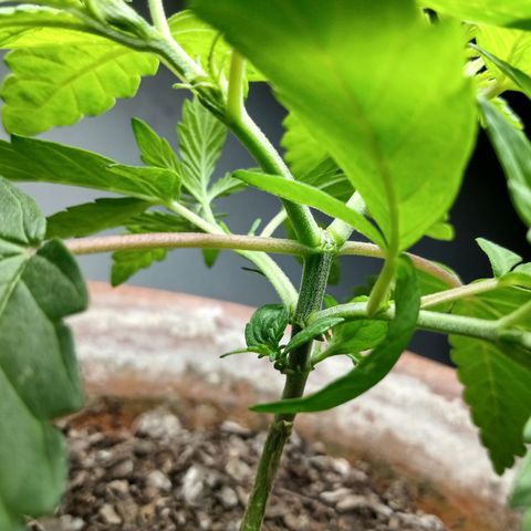 MK 1 growlog photo: Indor 5:11pm