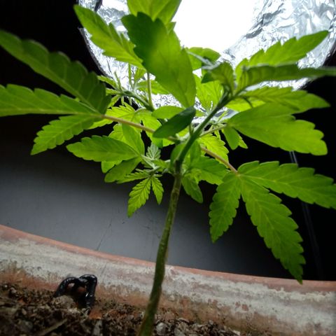 MK 1 growlog photo: Indor 5:11pm