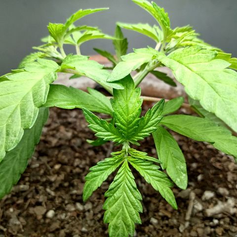 MK 1 growlog photo: Indor 5:11pm