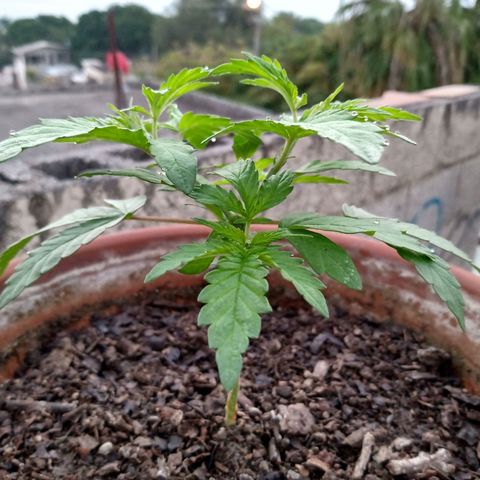 MK 1 growlog photo: Mañana para sol
