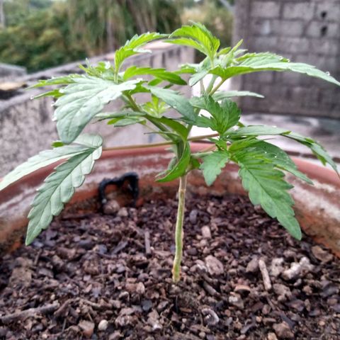 MK 1 growlog photo: Mañana para sol