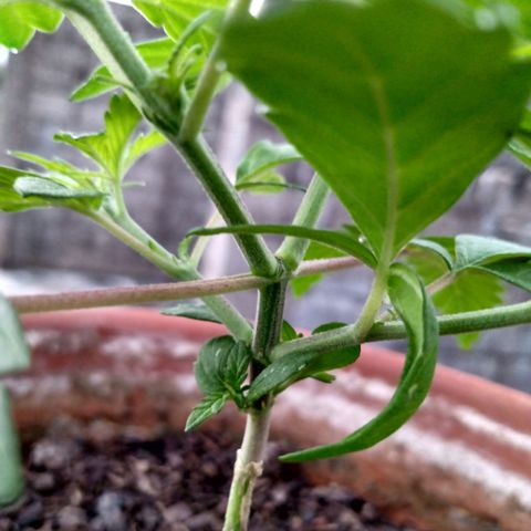 MK 1 growlog photo: Mañana para sol
