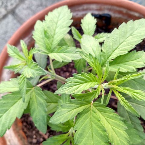 MK 1 growlog timeline photo