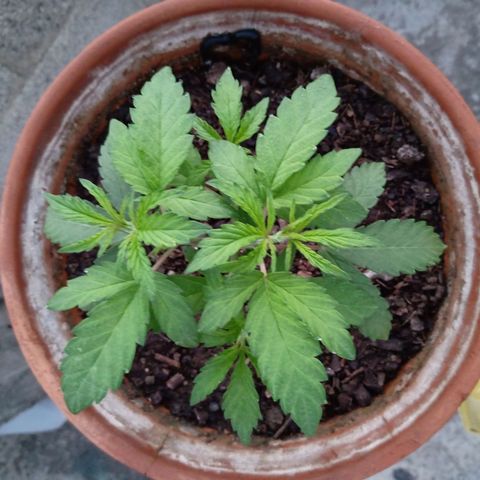 MK 1 growlog timeline photo