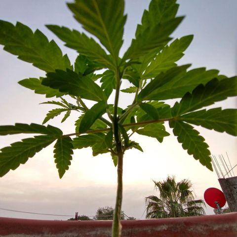 MK 1 growlog timeline photo
