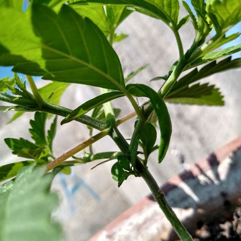 MK 1 growlog timeline photo