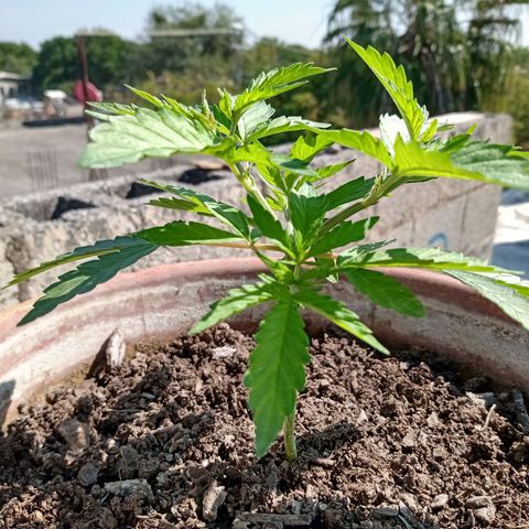 MK 1 growlog timeline photo